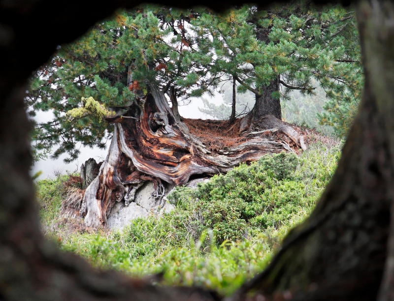 Gnarled trees, Aletsch Switzerland 13.jpg